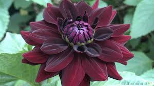 black-dahlia-flower